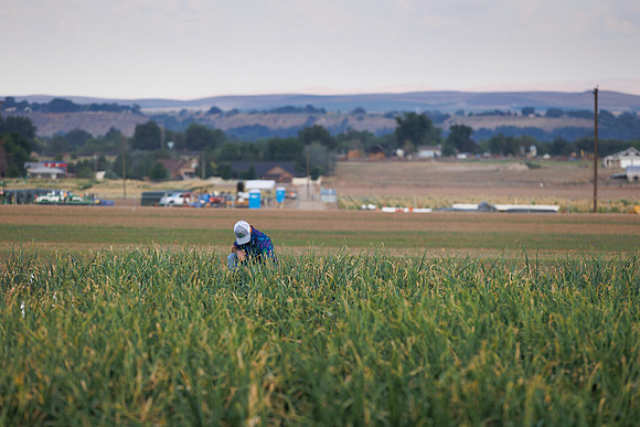 Seminis2022_Idaho_1681