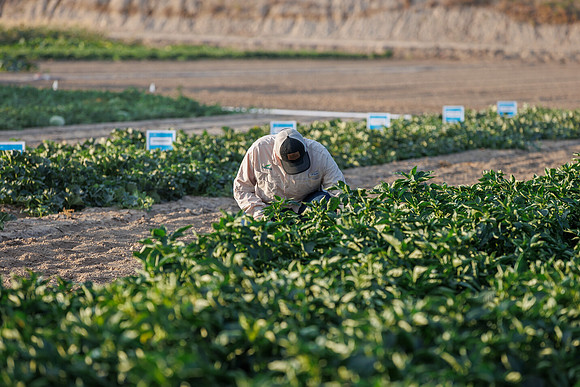 Seminis2022_Idaho_1487