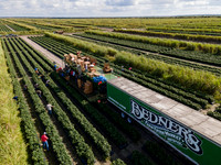 Bedner's