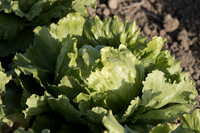 Lettuce_SV8143LG_CA_0049