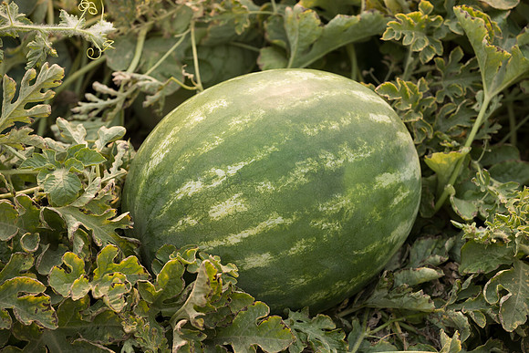 Watermelon_SVWA6179_CA_4
