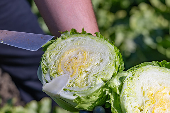 Moneyball_Lettuce_64