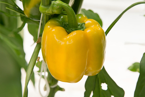 BellPepper_Luzon_MX_0038
