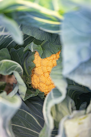 Cheddar_Cauliflower_9