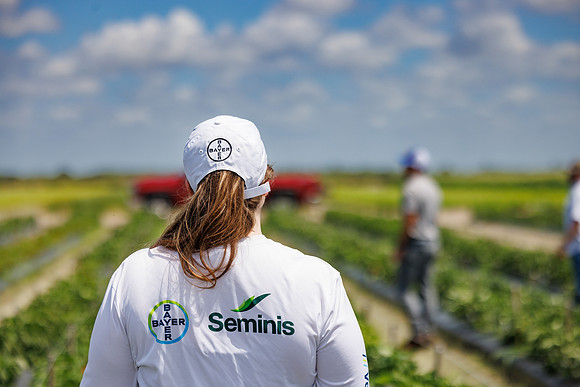 Seminis2024_FL_Felda_452