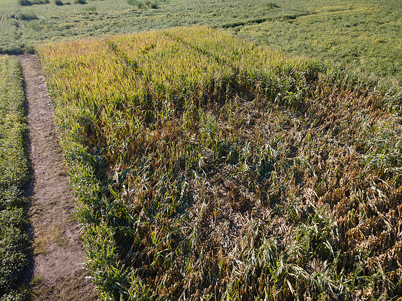 ShortCorn_LibertyIL_cdp_10