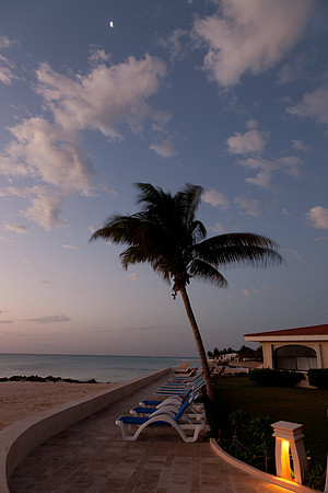 Half Moon over Palm Tree