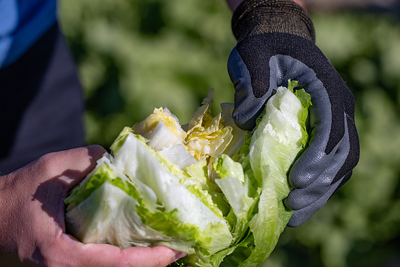 Moneyball_Lettuce_82