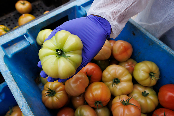 Tomato_DeRuiter_Kingsville_2022_273