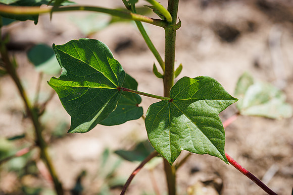 ThryvOn_2022_TurnageFarms_cdp_183