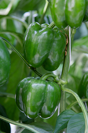 BellPepper_Luzon_MX_0002