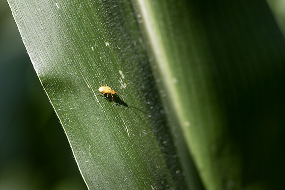 CornRootworm_45