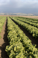 Lettuce_SV8143LG_CA_0023