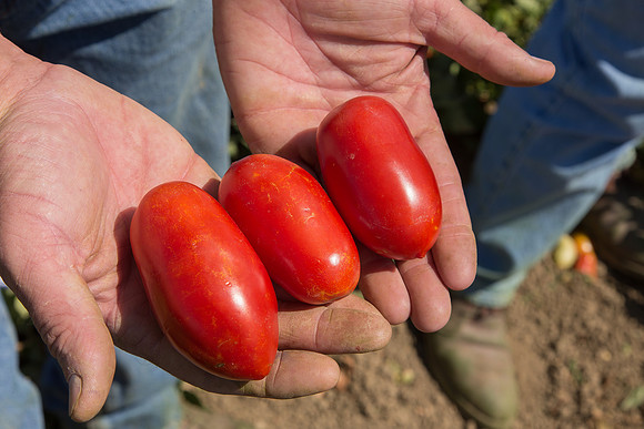 Tomato_SV2849TM_CA_00002