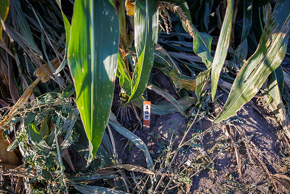 ShortCorn_LibertyIL_cdp_45