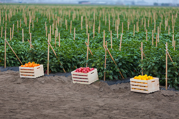 SweetPeppers_MultipleVarieties_CA_0015