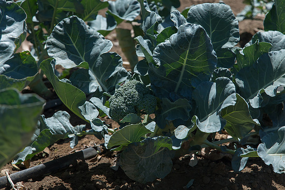 Broccoli_CastleDome_CA_0006