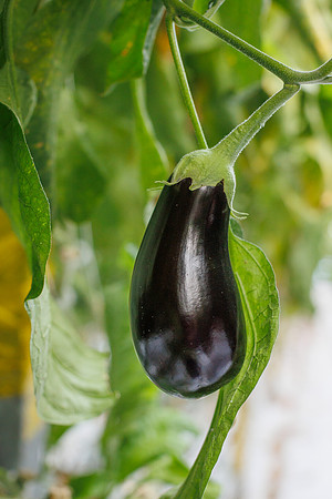 Eggplant_Canada_12