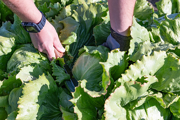Moneyball_Lettuce_18