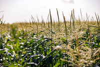 Seminis2022_FL_USSC_7