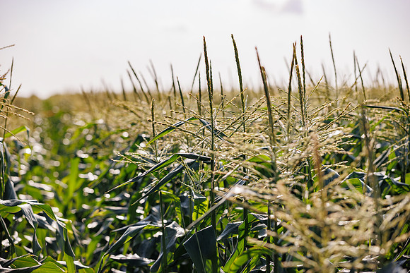 Seminis2022_FL_USSC_7