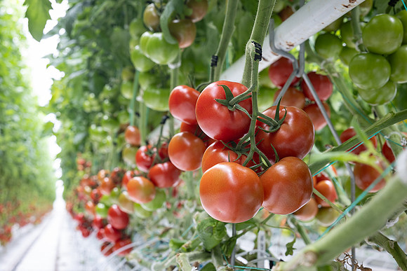 Tomatoes_DRTH1050_24