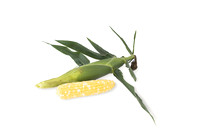 SweetCorn_SVSA7611_36