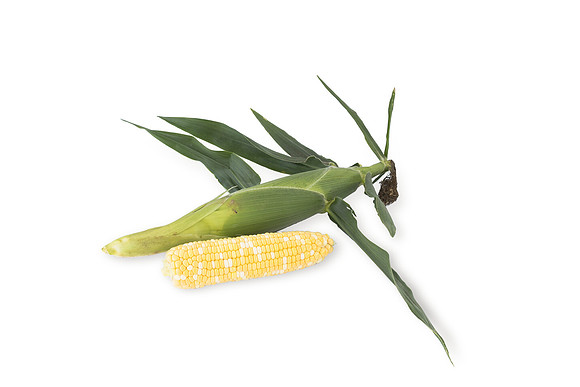 SweetCorn_SVSA7611_36