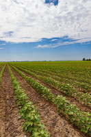 ThryvOn_2022_TurnageFarms_cdp_92