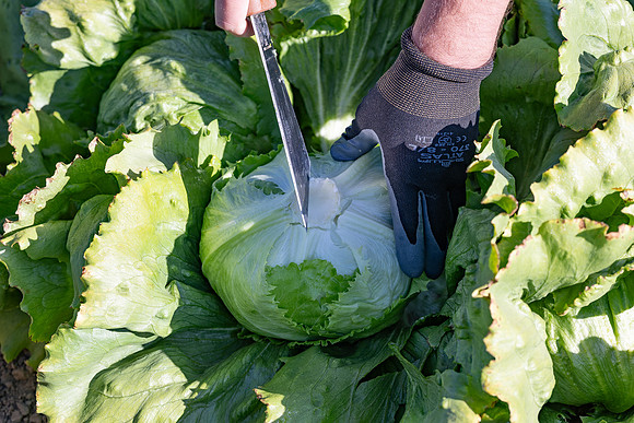 Moneyball_Lettuce_45