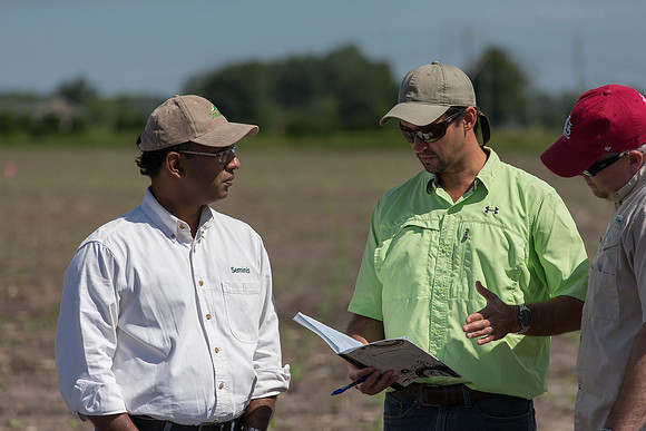 DownyMildew_Trial_MI_0016