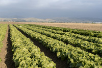 Lettuce_SV8143LG_CA_0034