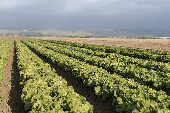 Lettuce_SV8143LG_CA_0034