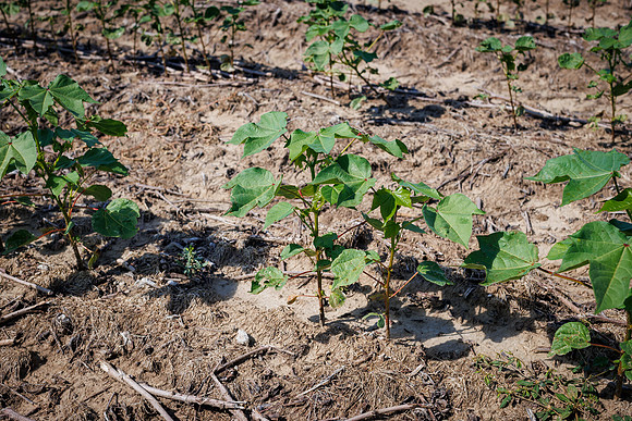 ThryvOn_2022_TurnageFarms_cdp_143