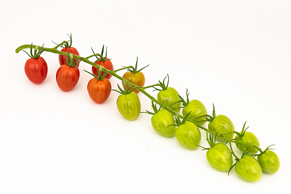 Tomatoes_Devoured_418