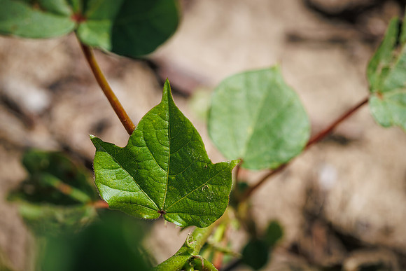 ThryvOn_2022_TurnageFarms_cdp_174
