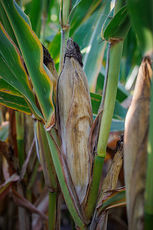ShortCorn_LibertyIL_cdp_102