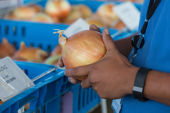 Onion_SV2102NG_CA_0004