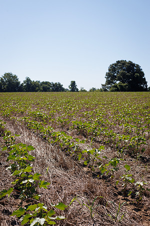 ThryvOn_2022_GriggsFarms_cdp_131