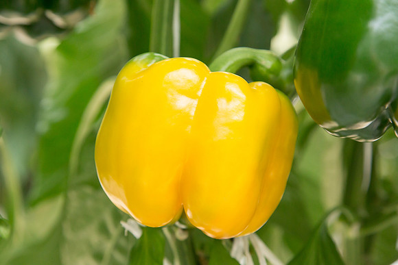 BellPepper_Luzon_MX_0010