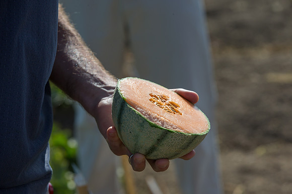 Melon_OrangeBeauty_CA_0017