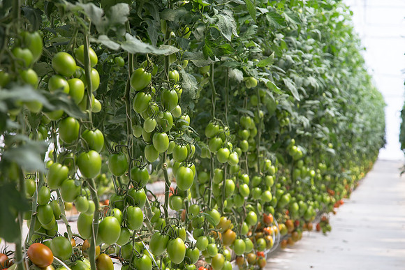 Tomato_4179_MX_0015