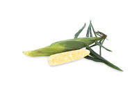 SweetCorn_SVSA0313_22