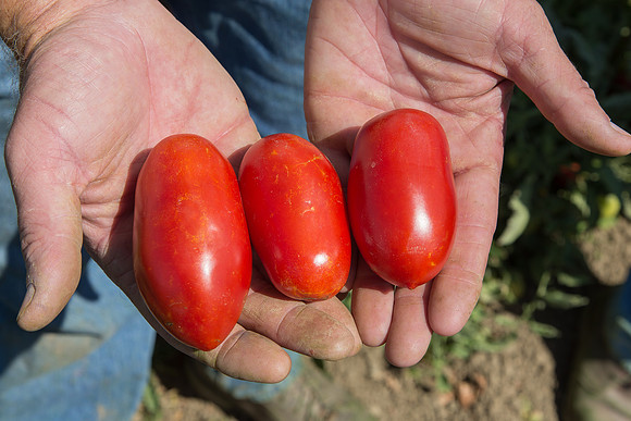 Tomato_SV2849TM_CA_00003