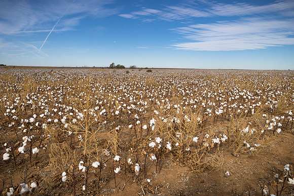 RRXCottonTexas_cdp_1911