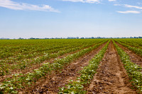 ThryvOn_2022_TurnageFarms_cdp_81