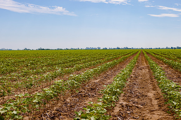 ThryvOn_2022_TurnageFarms_cdp_81