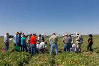 Tomato_SV0599TM_CA_00027