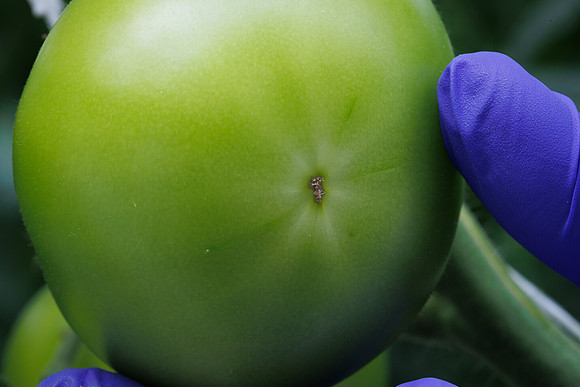 Tomato_DeRuiter_Kingsville_2022_370