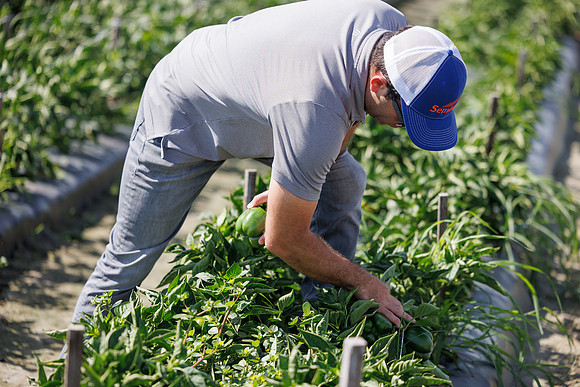 Seminis2024_FL_Felda_82